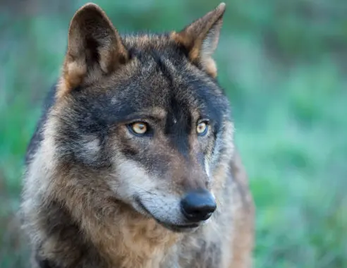 Lobo. Fotografía de achivo