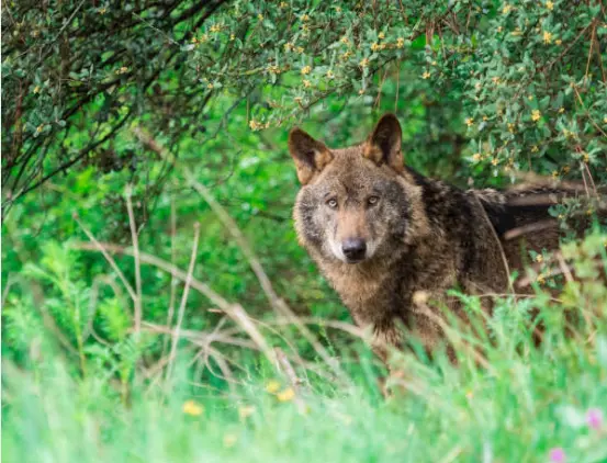 Lobo. Fotografía de achivo