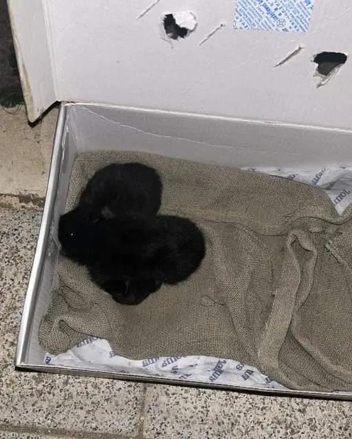 Gatos abandonados vía Animales Abandonados en Toro-Voluntariado (1)
