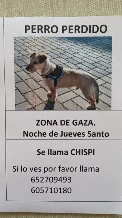 Chispi