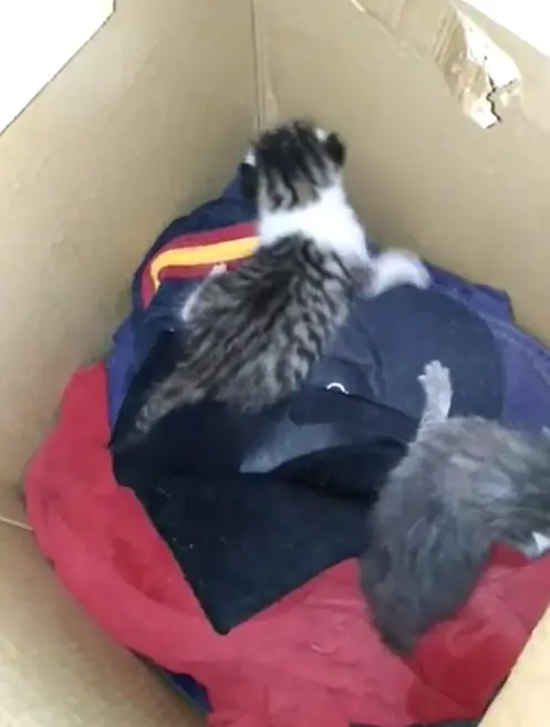 Gatos abandonados vía Animales Abandonados en Toro-Voluntariado. Imagen de archivo