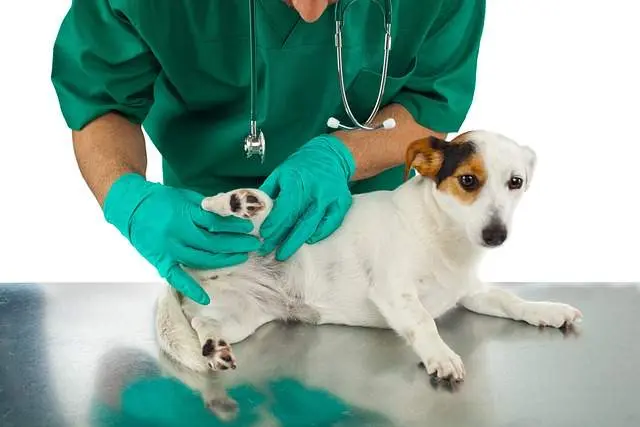 Perro en veterinario