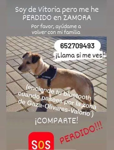 Foto del perro perdido por Zamora
