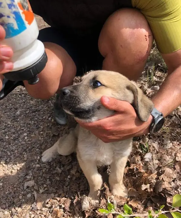 Cachorros abandonados en Toro. Fotografías: Animales Abandonados en Toro-Voluntariado