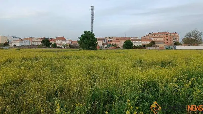 Zamora (2)