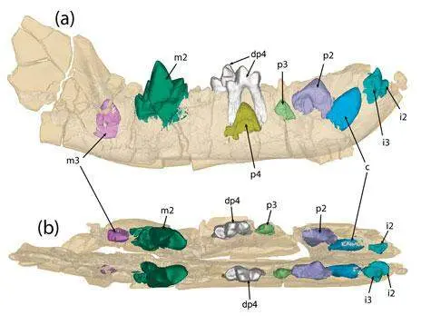 Fotografía - Museo Nacional de Ciencias Naturales del Consejo Superior de Investigaciones Científicas