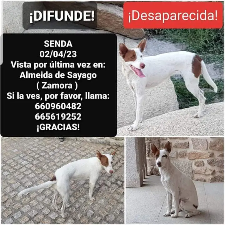 Senda-perra desaparecida