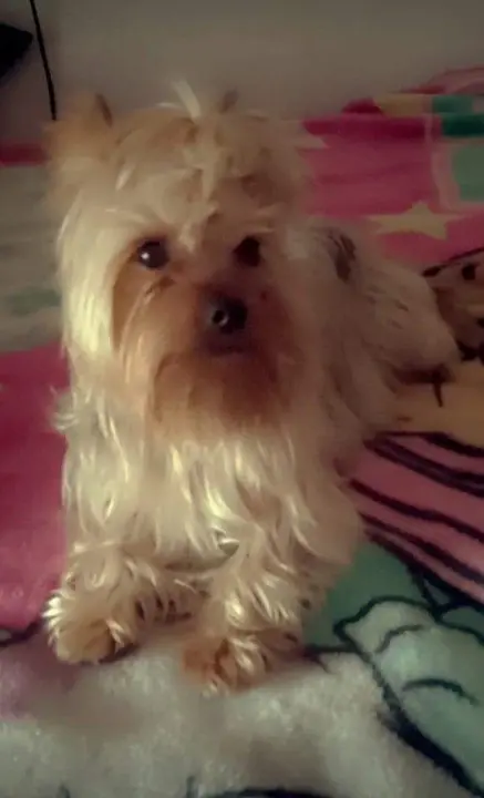 Perro perdido por San José Obrero