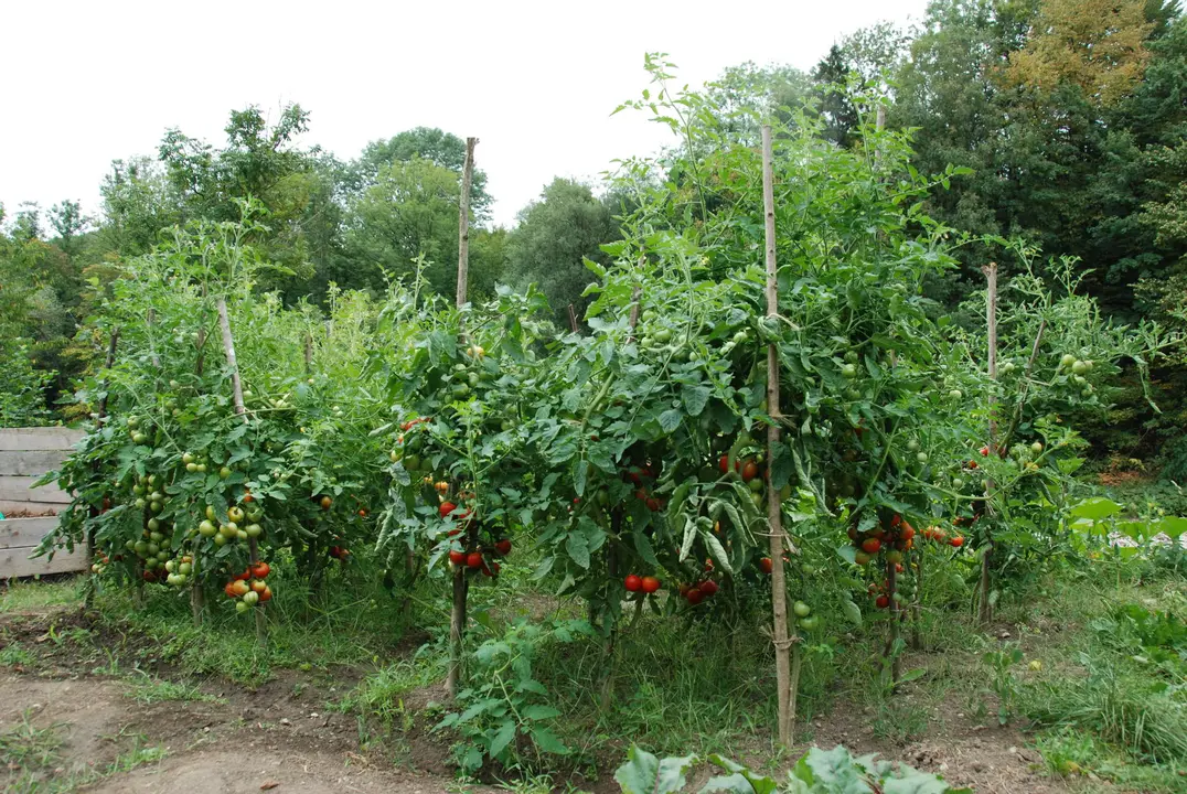 planta
