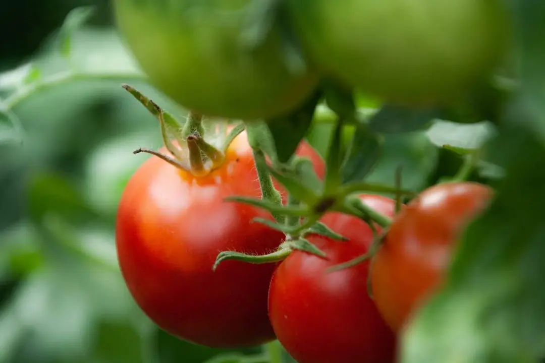 Tomatera