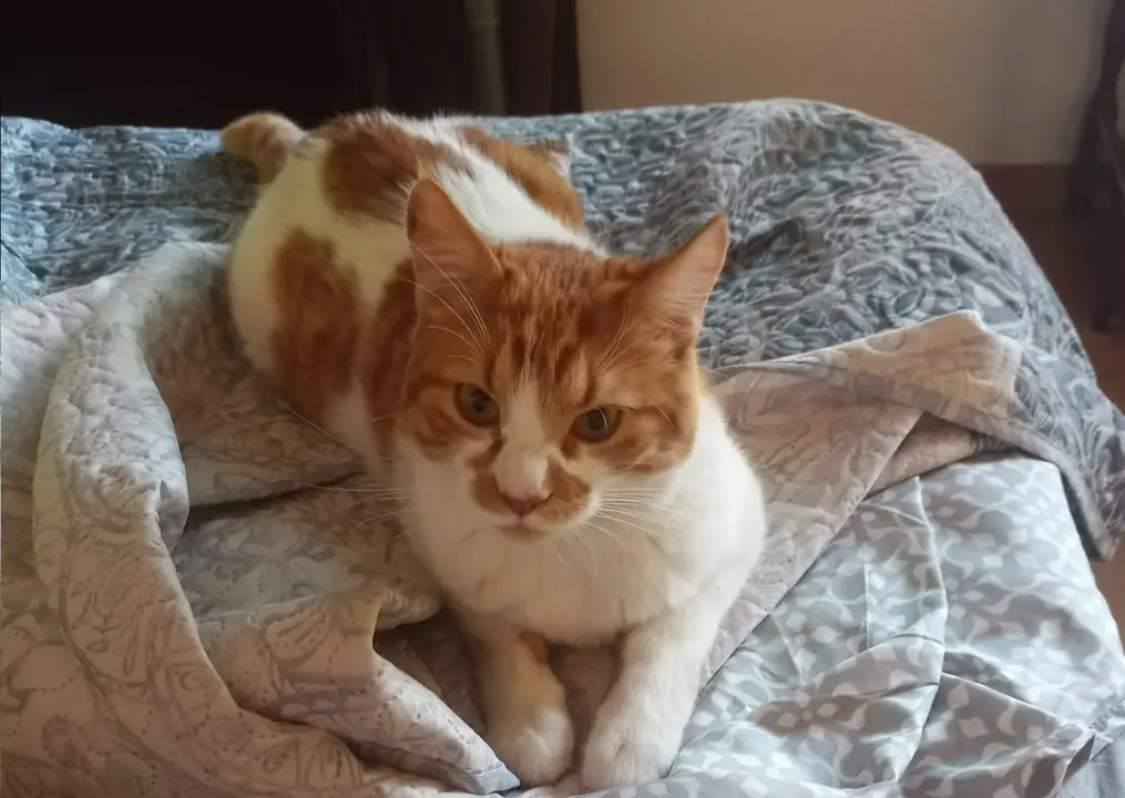 gato desaparecido