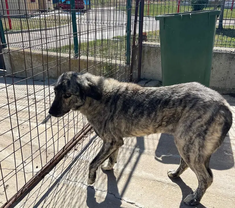 Animales Abandonados en Toro. Fotografía: Voluntariado Toro