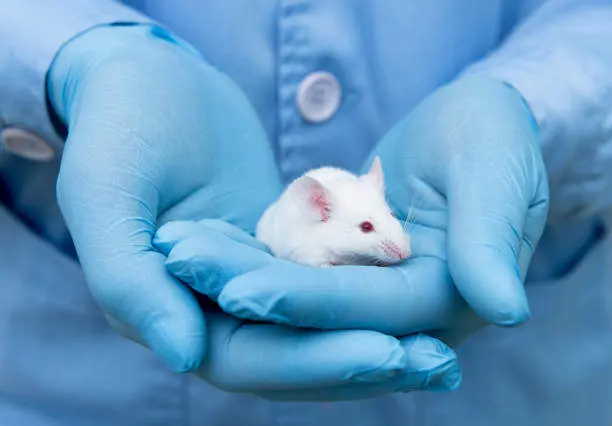 Small experimental mouse is on the researcher's hand