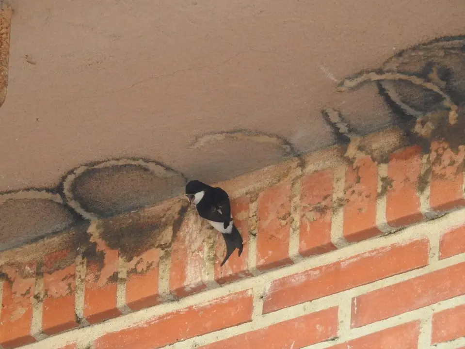 Avión común en una de las zonas ya sin nidos en un edificio de Morales del Vino