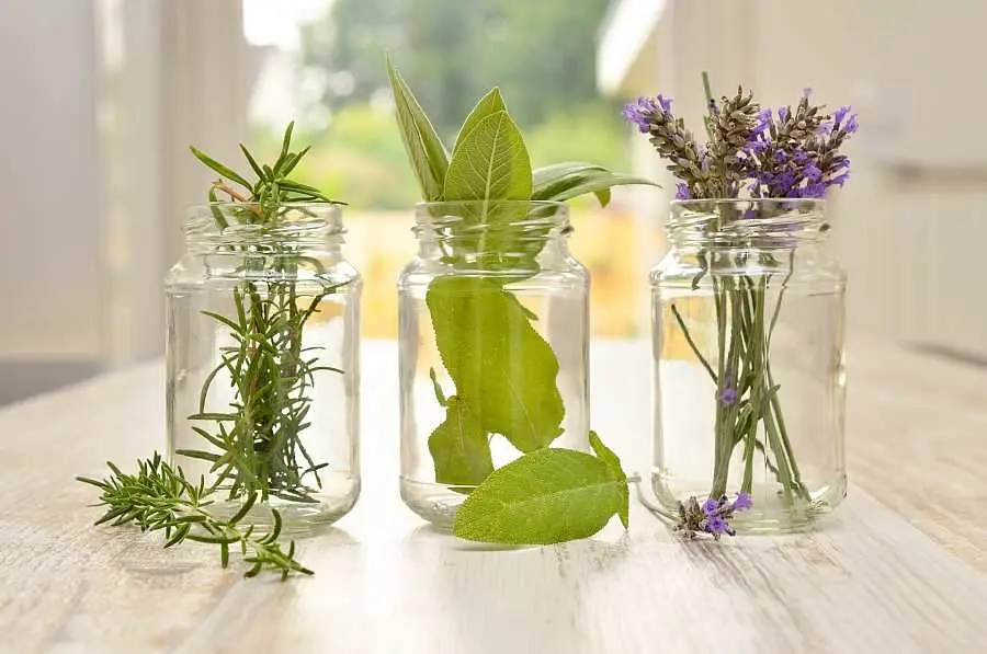 plantas