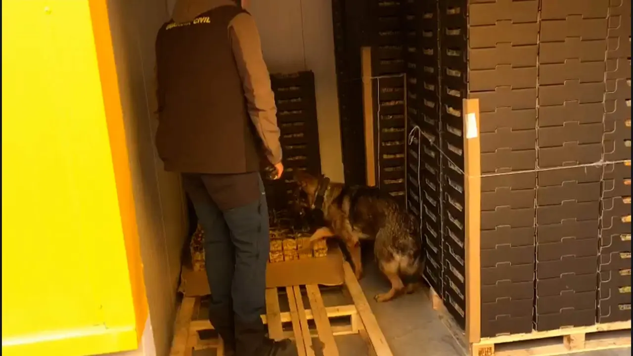 Droga ocultas en cajas de physalis