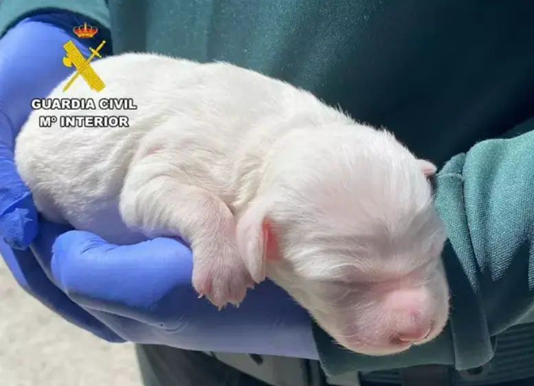 Cachorro de perro rescatado por un caso de maltrato animal. Fotografía: Guardia Civil de Burgos