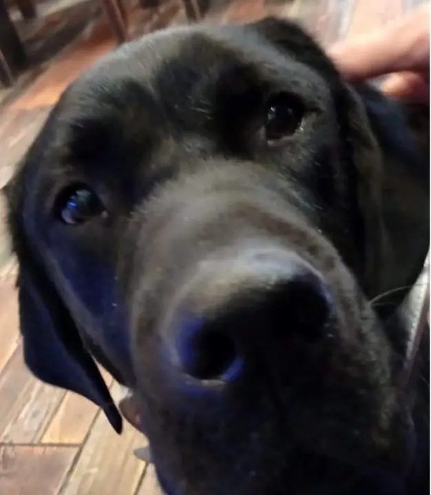 benzo perro guía