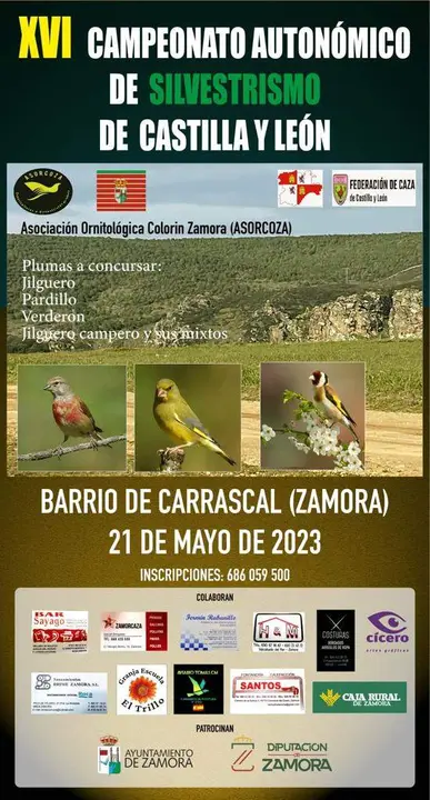 Cartel campeonato silvestrismo