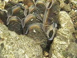 Margaritifera margaritifera