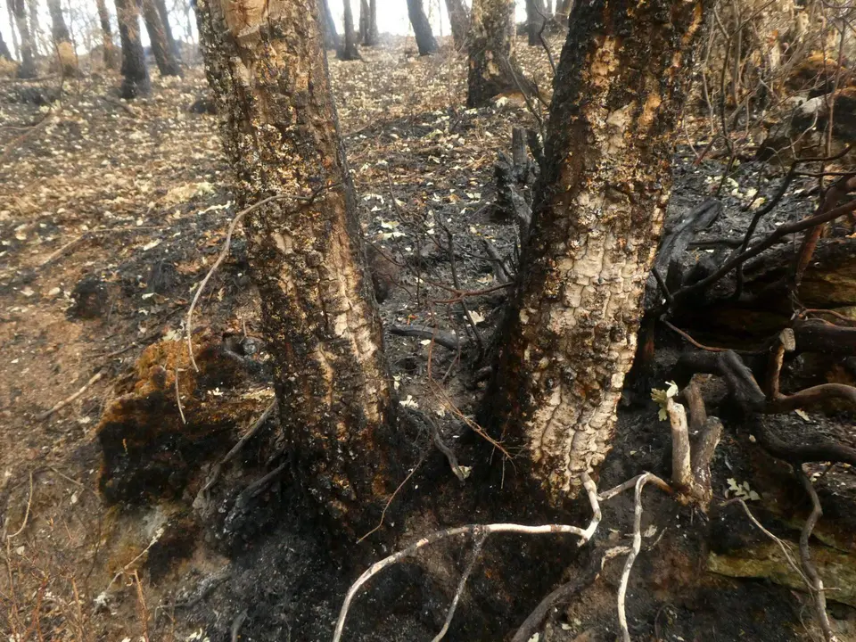 Incendio Sierra de la Culebra. Fotografía: voluntariado Criosanabria