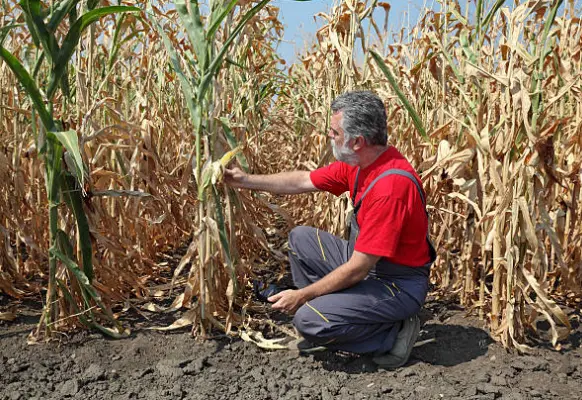 Agricultor en uno de los campos afectados por la sequía. Fotografía de rchivo