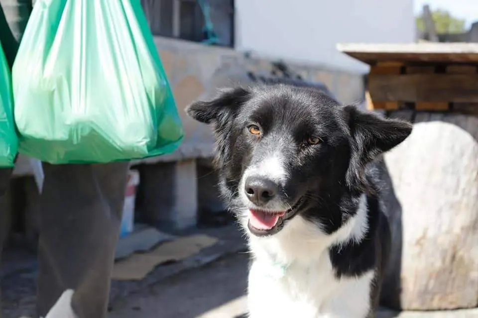 Border Collie robada