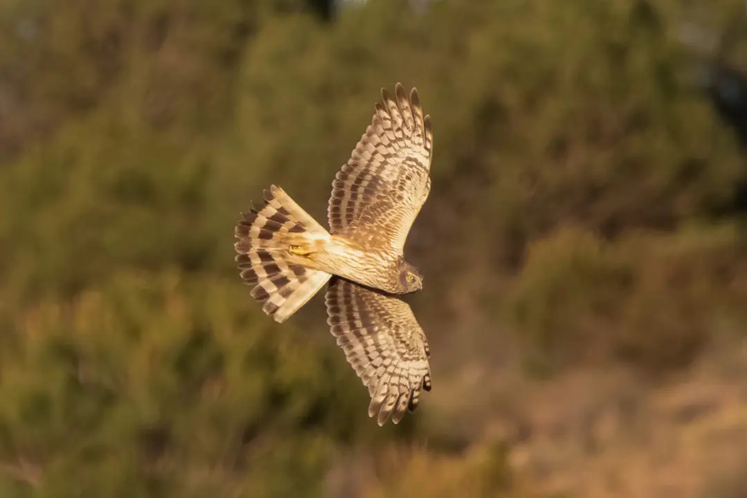 Aguilucho cenizo. Fotografía de Miguel Rodriguez-Esteban