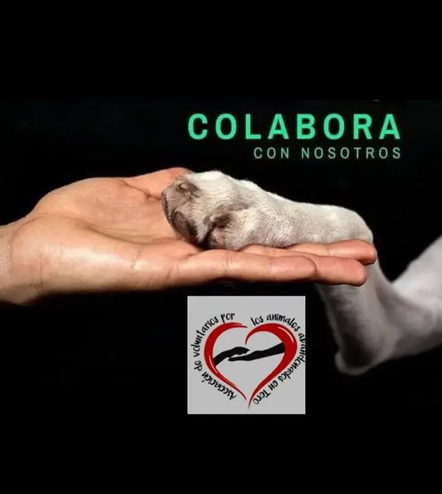 Animales Abandonados en Toro-Voluntariado