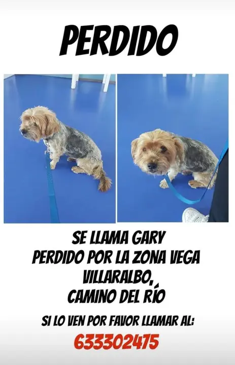 Cartel perro extraviado Villaralbo