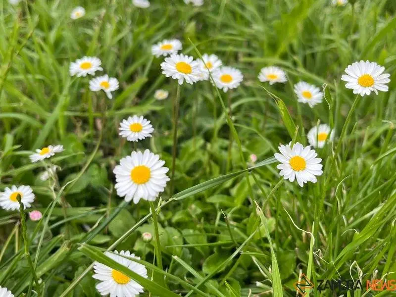 Flores en Zamora