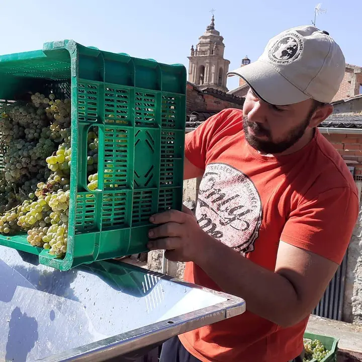 Vendimia. Fotografía: La Microbodega del Alumbro