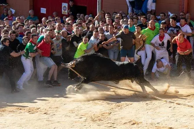 Balador, el torito del alba de la fiesta del Toro enmaromado 2023. Fotografía: Interbenavente.es