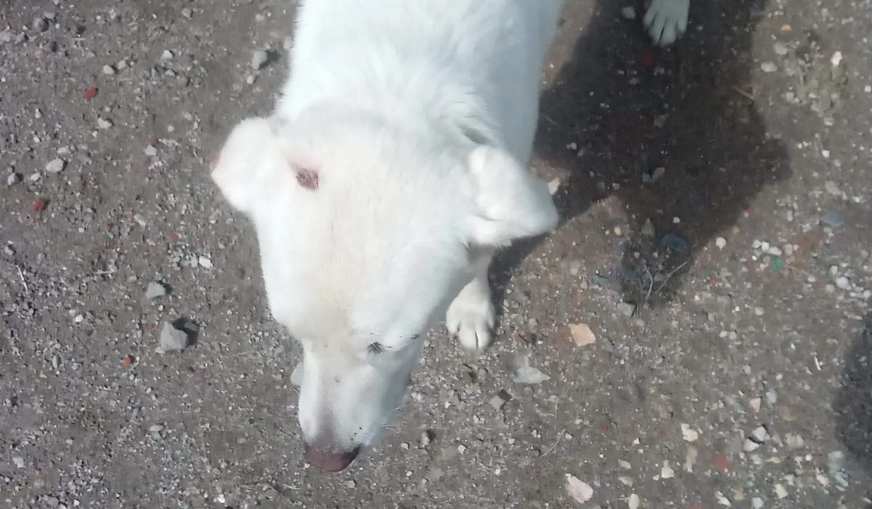 Estado de los animales en Codesal (3)
