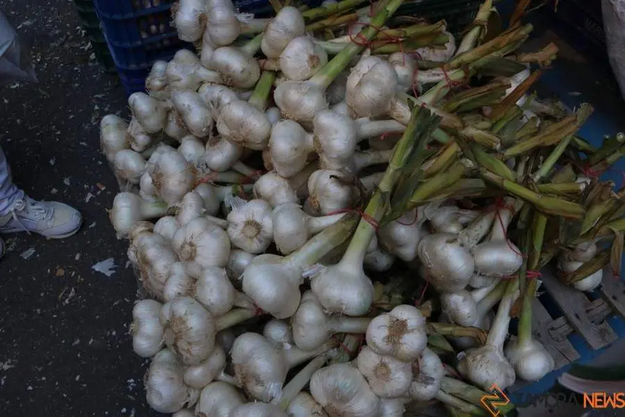 Feria del Ajo 2023_3