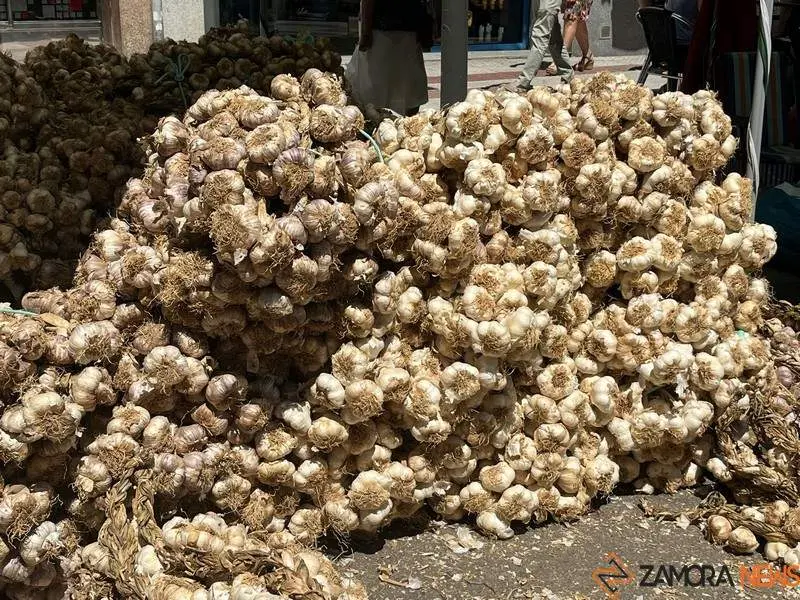 Feria del Ajo 2023_7