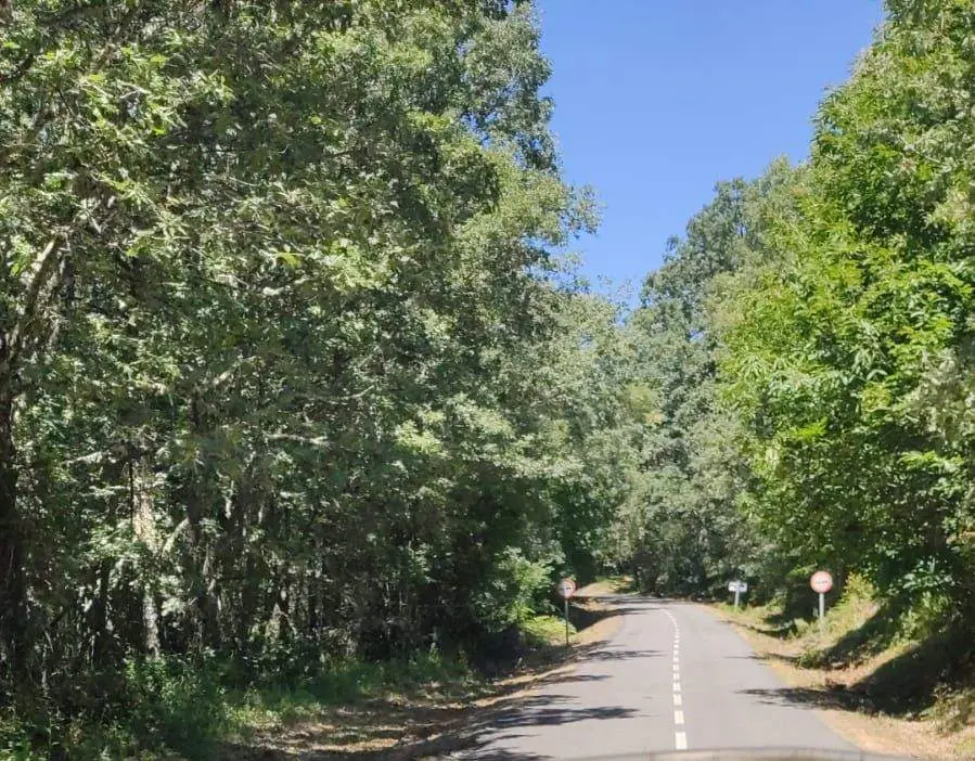 El verde sanabrés penetra en las carreteras