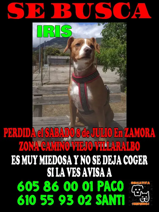 Iris, perra perdida