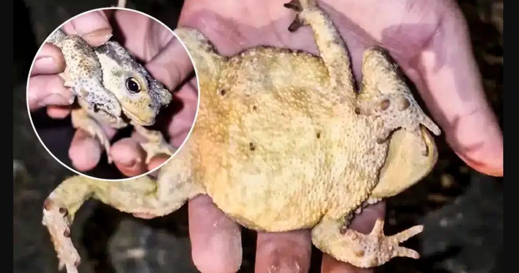 Sapo vía segoviaudaz.es