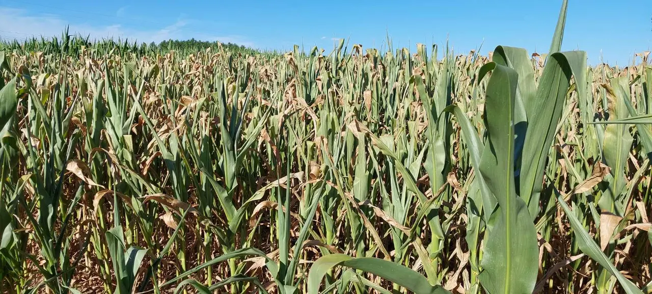 Maices secos por falta de agua