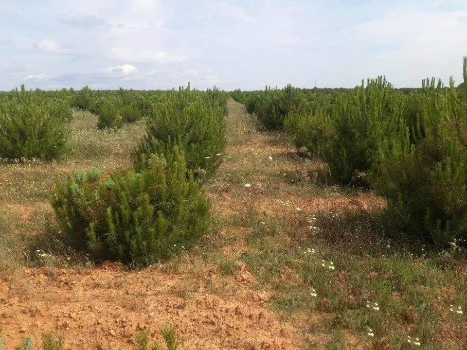 Zona reforestada