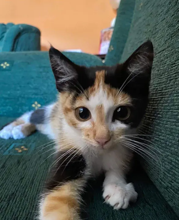 Gato