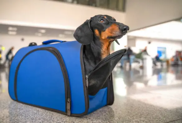 Perro dentro de su transportín en una estación de viajeros. Fotografía de archivo