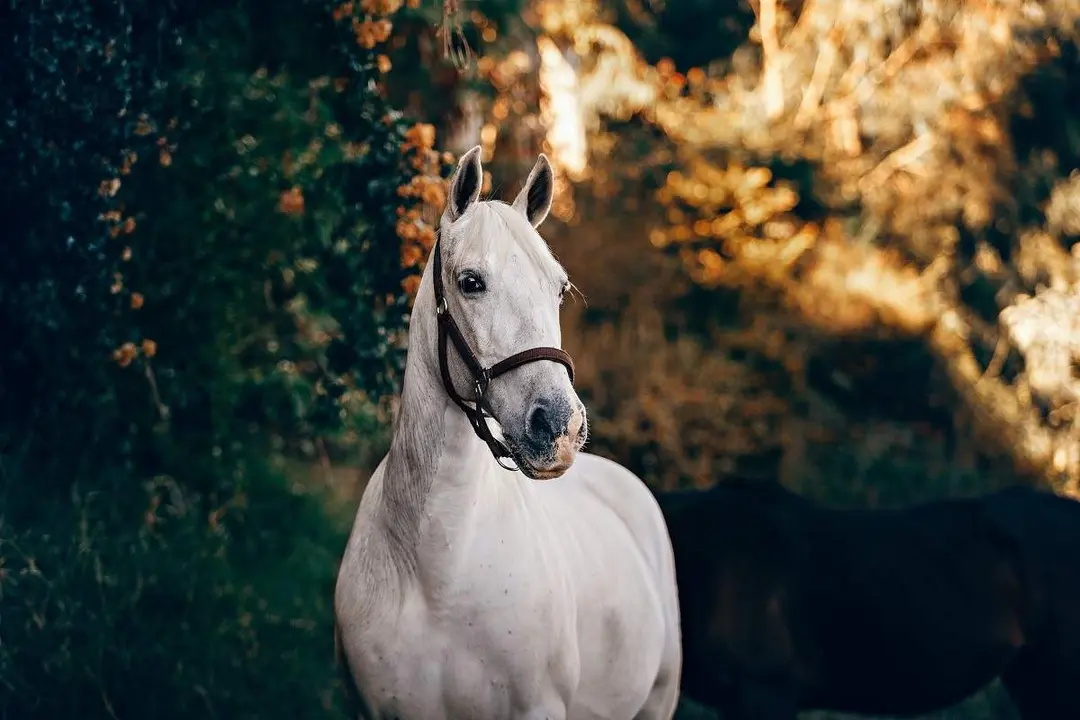 Caballo. Fotografía de archivo