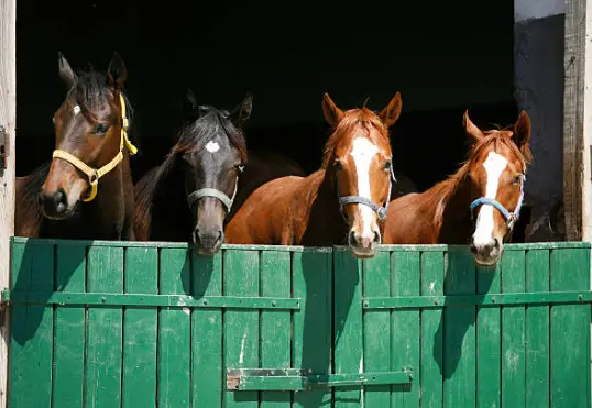 Caballos. Fotografía de archivo