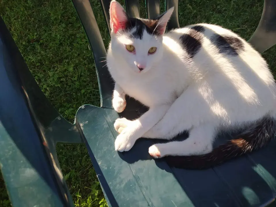 gato perdido en Villaralbo