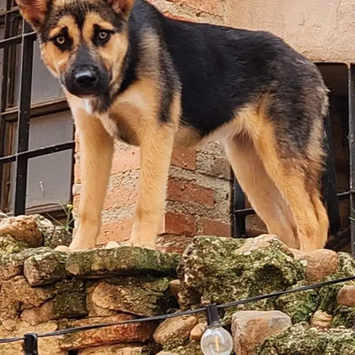 Imagen del animal buscado por los bomberos