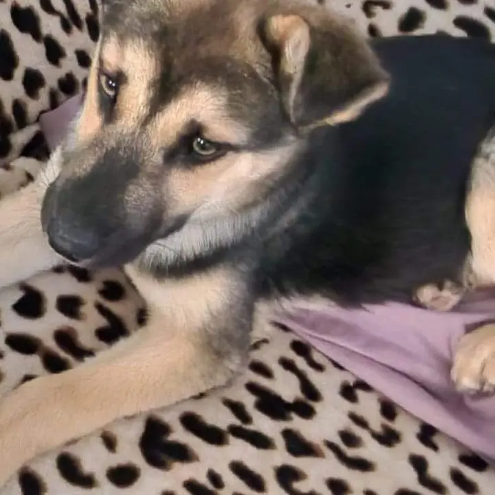 Cachorro mestizo de pastor alemán perdido en Toro