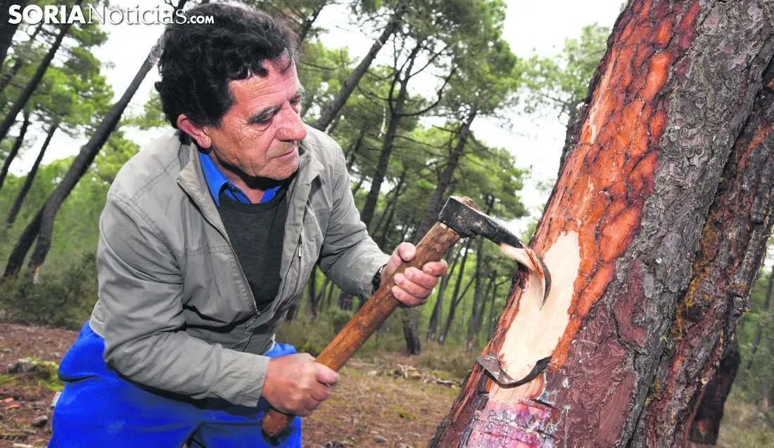 Resinero. Fotografía: Soria Noticias
