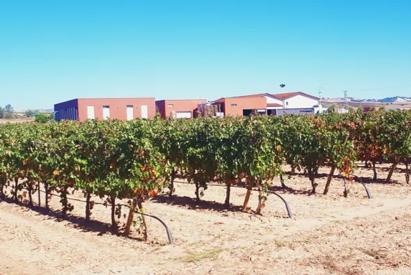 viñedo
